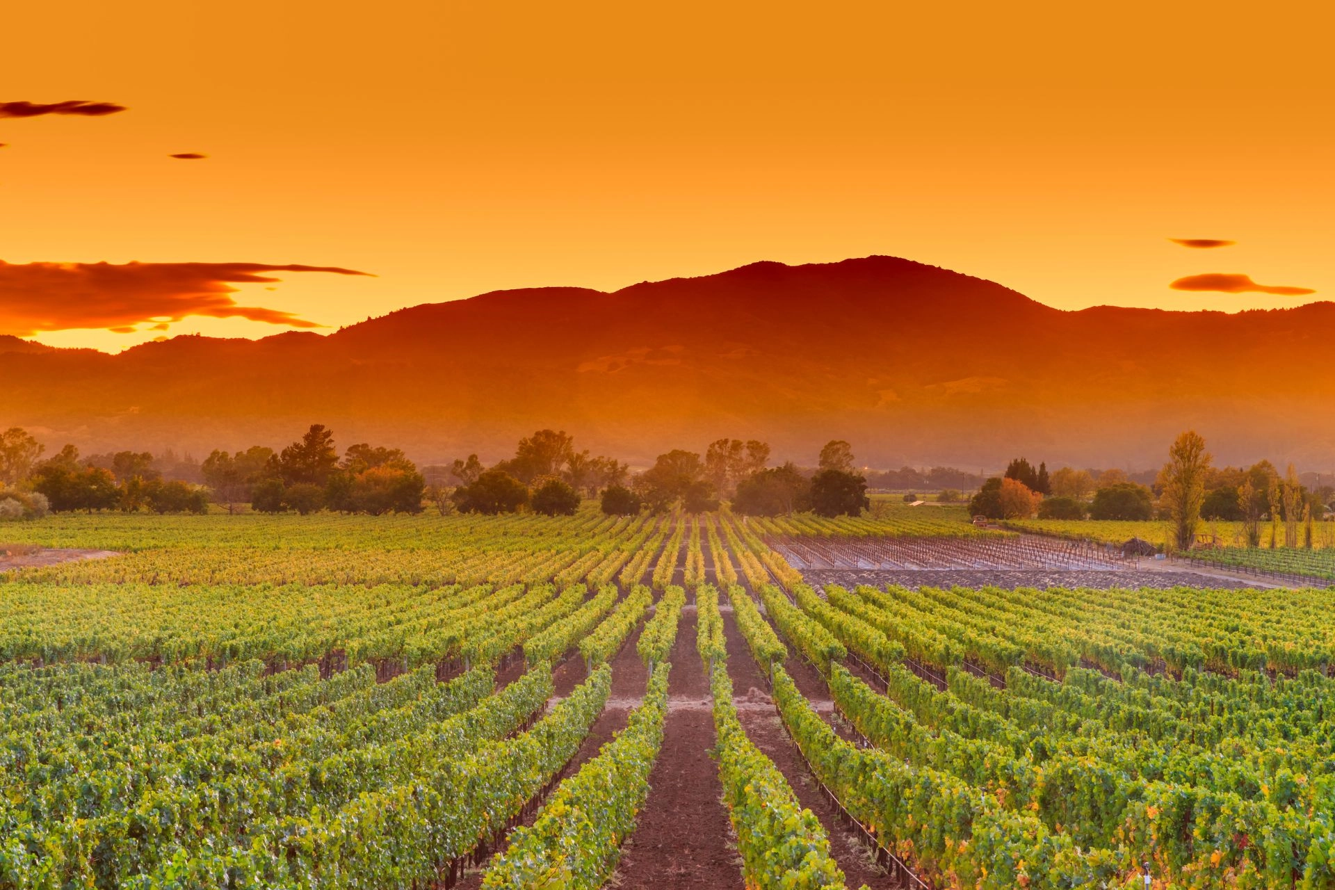 Wineyard in Mallorca.